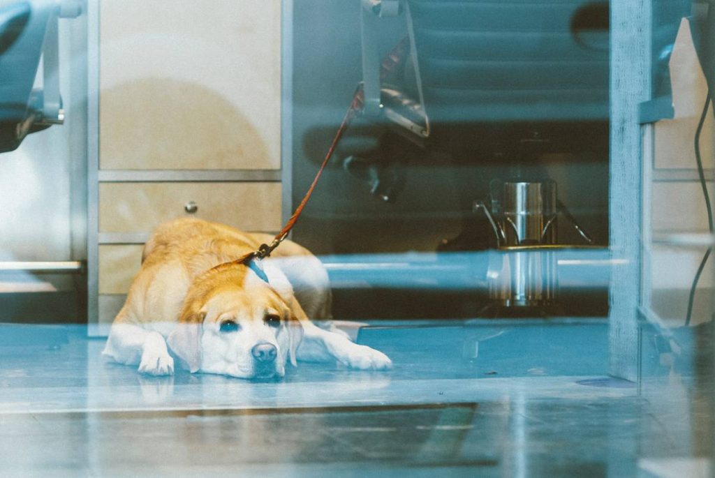 The dog is waiting for his master in the barbershop.